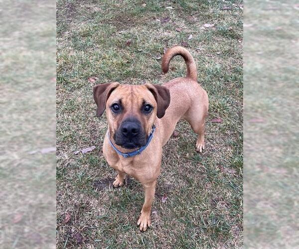 Medium Photo #3 Black Mouth Cur-Unknown Mix Puppy For Sale in Lee's Summit, MO, USA