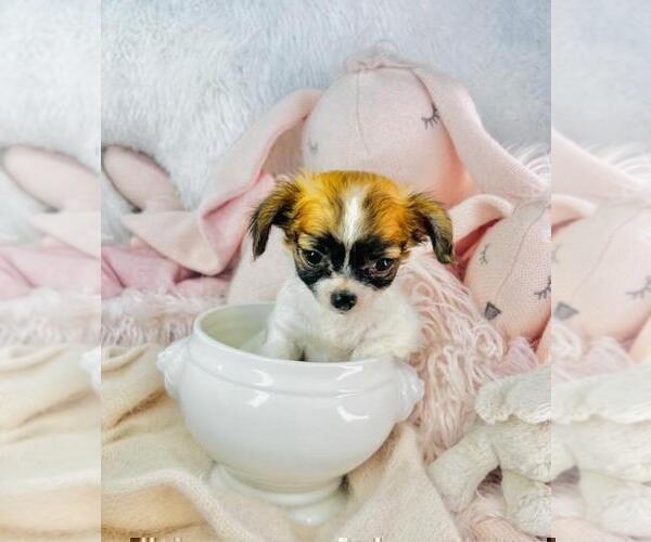 Medium Photo #15 Chihuahua Puppy For Sale in JENSEN BEACH, FL, USA