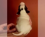 Small #6 American Bulldog
