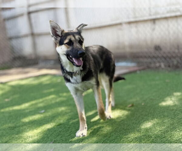 Medium Photo #2 German Shepherd Dog Puppy For Sale in San Diego, CA, USA