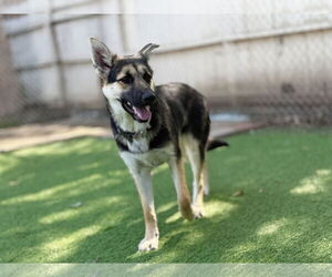 Julie - Female German Shepherd Dog Dog for Adoption - Photo #2