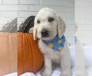 Labradoodle Puppy for sale in PEMBROKE, GA, USA