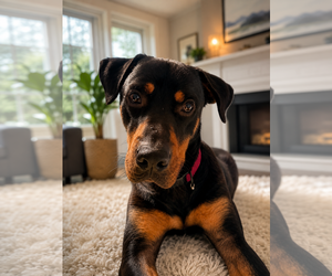Bobo - Male Rottweiler-Unknown Mix Dog for Adoption - Photo #3