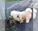 Small #3 Lhasa Apso Mix