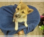 Small Photo #1 Shiba Inu Puppy For Sale in CAMERON, MO, USA