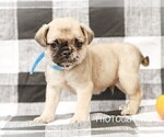 Small #3 Jug-Pug Mix