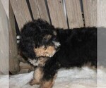 Small Photo #2 Bernedoodle Puppy For Sale in STANLEY, WI, USA