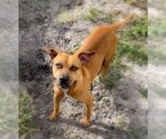 Small Photo #9 Black Mouth Cur-Unknown Mix Puppy For Sale in Sanford, FL, USA