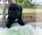 Small Photo #5 Mal-Shi-Poodle (Toy) Mix Puppy For Sale in OREGON CITY, OR, USA