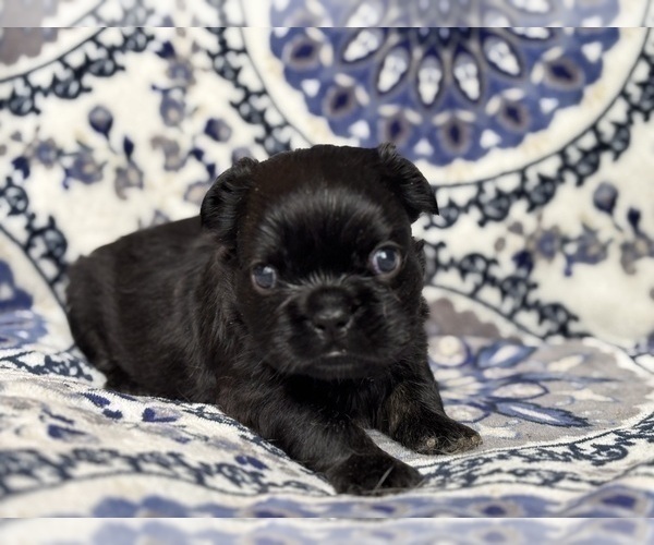 Medium Photo #2 French Bulldog Puppy For Sale in NEWTON, NJ, USA