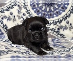 Small #1 French Bulldog