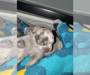 Medium French Bulldog