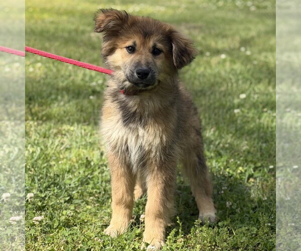Medium Photo #3 German Shepherd Dog-Great Pyrenees Mix Puppy For Sale in Yardley, PA, USA