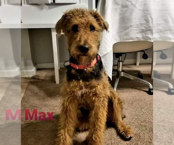 Medium Photo #1 Airedale Terrier Puppy For Sale in JACKSONVILLE, FL, USA