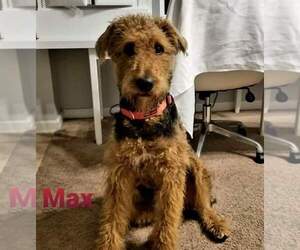 Airedale Terrier Puppy for sale in JACKSONVILLE, FL, USA