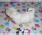 Small Photo #3 Maltese Puppy For Sale in ORO VALLEY, AZ, USA