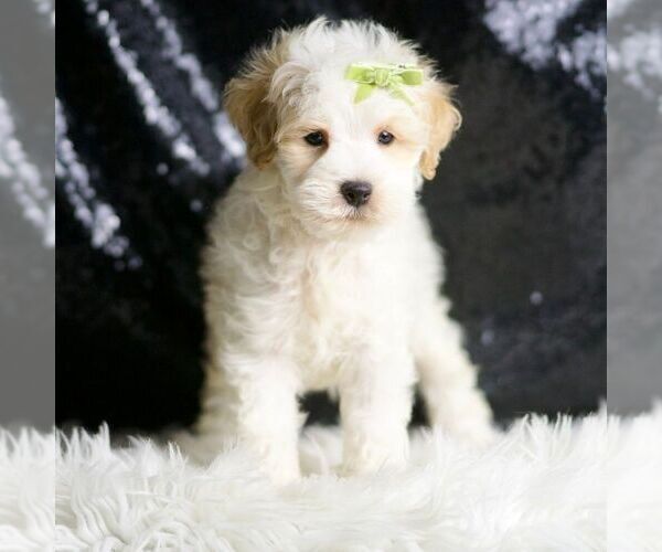 Medium Photo #32 Maltipoo Puppy For Sale in WARSAW, IN, USA