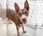 Small #1 Doberman Pinscher Mix
