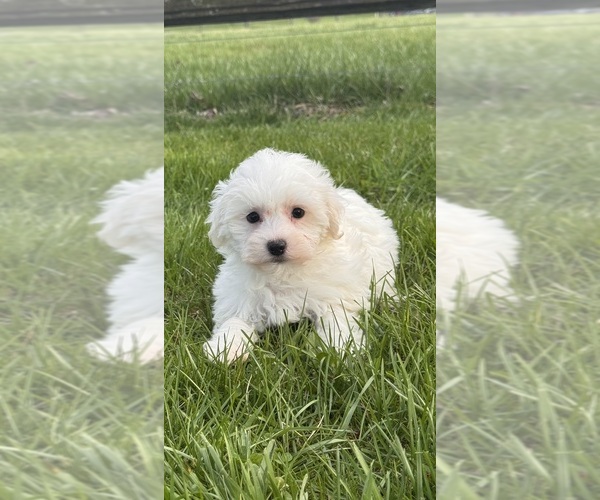 Medium Photo #2 Havaton Puppy For Sale in CANOGA, NY, USA