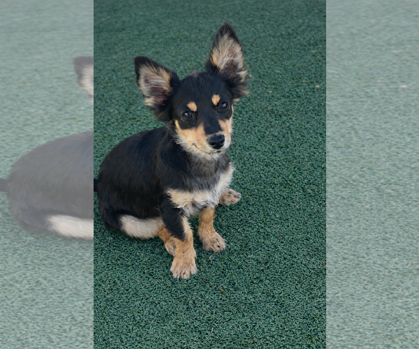 Medium Photo #7 Chihuahua-Unknown Mix Puppy For Sale in La Verne, CA, USA