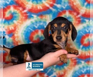 Dachshund Puppy for sale in WINNSBORO, LA, USA