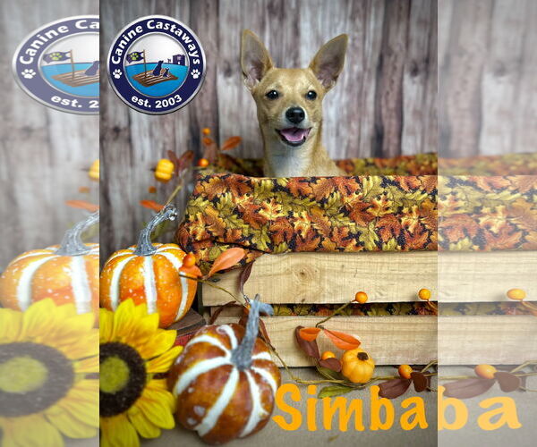 Medium Photo #9 Chihuahua Puppy For Sale in Arcadia, FL, USA