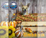 Small #8 Chihuahua