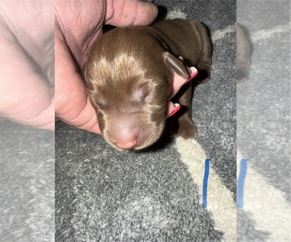 Medium Photo #1 Labrador Retriever Puppy For Sale in OSYKA, MS, USA