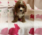Small Photo #14 Cavapoo Puppy For Sale in SYLMAR, CA, USA