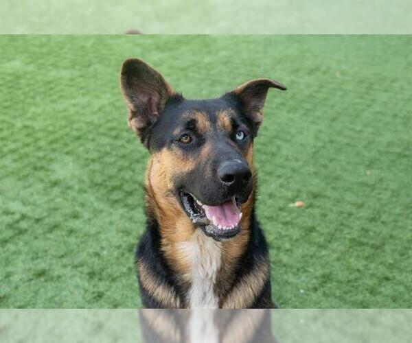 Medium Photo #4 German Shepherd Dog-Unknown Mix Puppy For Sale in Pasadena, CA, USA