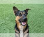 Small #3 German Shepherd Dog Mix