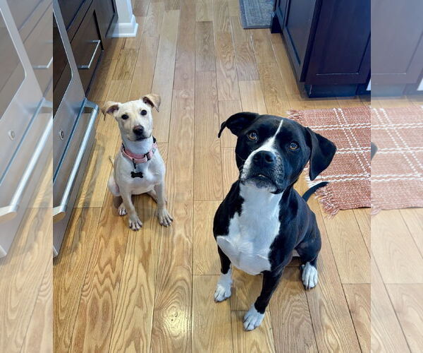 Medium Photo #3 Mutt Puppy For Sale in Rockaway, NJ, USA