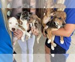 Small Photo #22 Labrador Retriever-Unknown Mix Puppy For Sale in San Diego, CA, USA