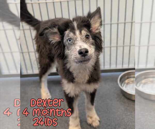 Medium Photo #1 Mutt Puppy For Sale in Woodbury, NY, USA