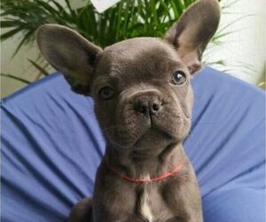 French Bulldog Puppy for sale in DIX HILLS, NY, USA