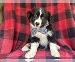 Small #7 Miniature Australian Shepherd
