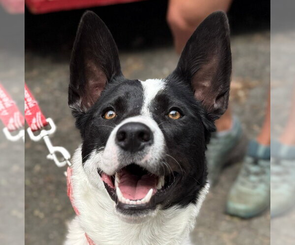 Medium Photo #20 Border Collie-Unknown Mix Puppy For Sale in Canton, CT, USA