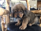 Puppy 5 Tibetan Mastiff