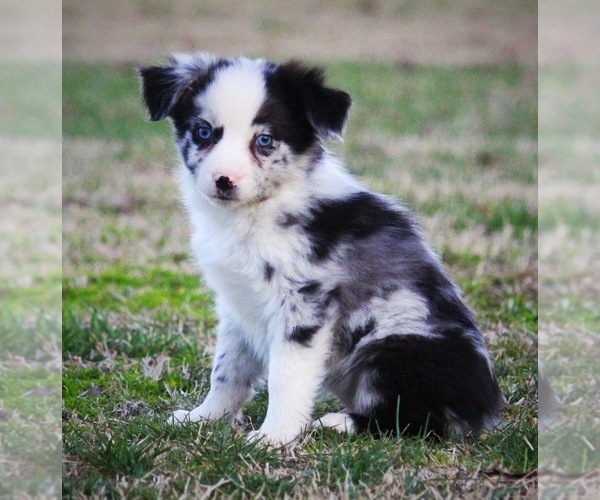 Medium Photo #1 Miniature Australian Shepherd Puppy For Sale in SMITHVILLE, AR, USA