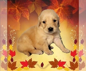 Medium Golden Retriever