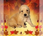 Puppy Bingo Golden Retriever