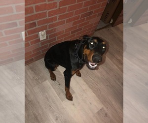 Mother of the Doberman Pinscher puppies born on 12/21/2024