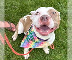 Small American French Bull Terrier