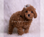 Small #2 Poodle (Miniature)