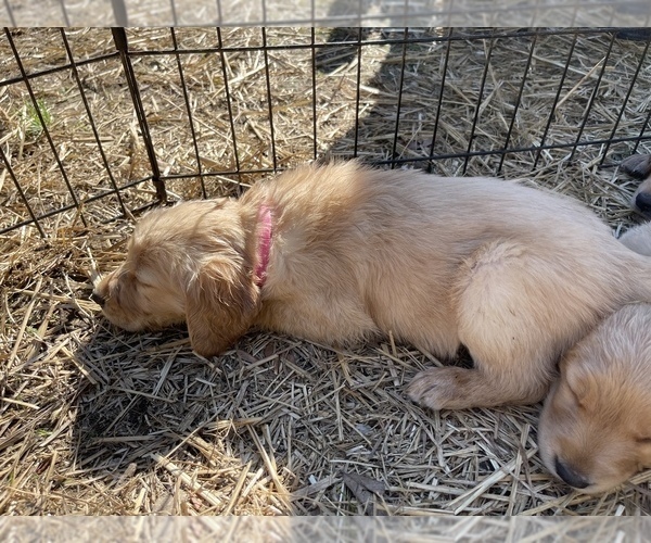 Medium Photo #10 Golden Retriever Puppy For Sale in SUMMERVILLE, SC, USA