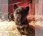 Small #21 German Shepherd Dog