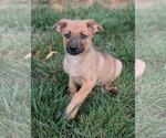 Small Mutt