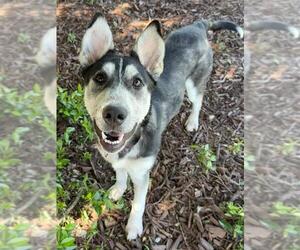 Siberian Husky-Unknown Mix Dogs for adoption in Elk Grove, CA, USA