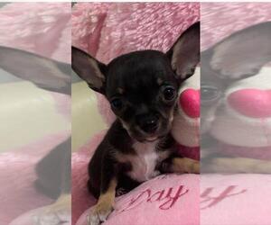 Chihuahua Puppy for sale in MIAMI, FL, USA