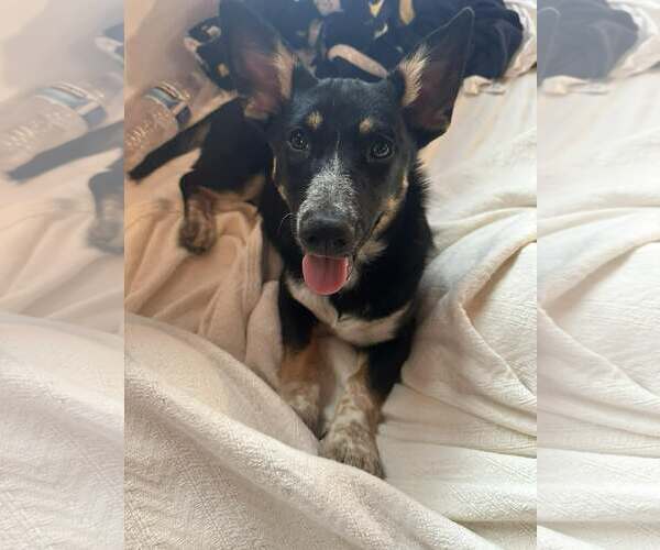 Medium Photo #5 Chihuahua-Unknown Mix Puppy For Sale in Visalia, CA, USA